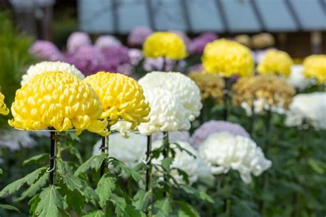 九菊|九月九日重陽の節句はなぜ菊？生花のしつらえと楽しみ方